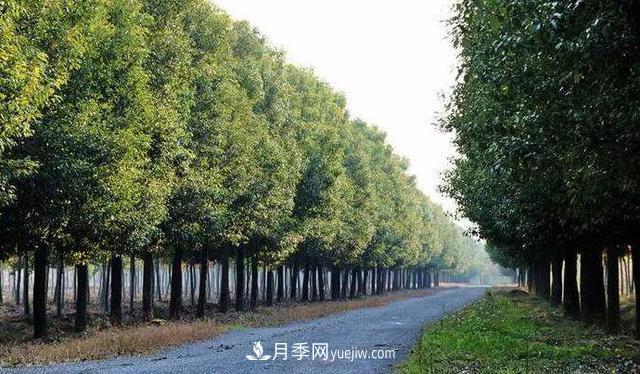 种植南阳香樟的效益为何越来越好?(图2) 种植南阳香樟的效益为何越来越好?(图2)