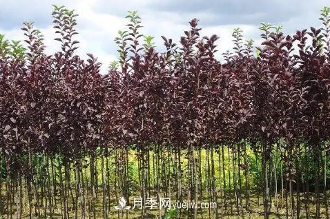 为什么这11种彩叶开花乔木在园林绿化市场中反响不错(图10)
