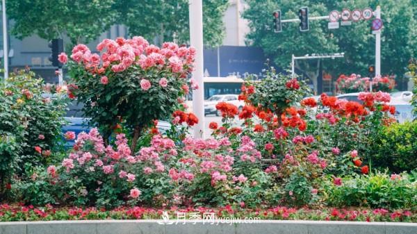 淮安适合养月季，市花和市树是什么(图1)