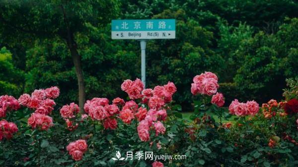 淮安市花月季为什么这样“红”？(图4)