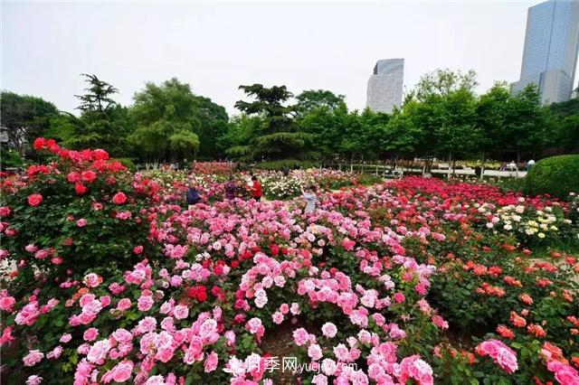 天津适合养月季，市花和市树是什么(图1)