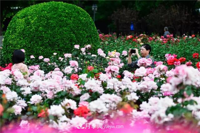 天津月季市花文化(图2)