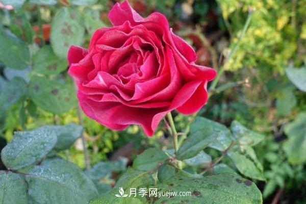 冬季几月份对月季花进行修剪(图1)