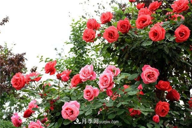 保定适合养月季，市花和市树是什么(图1)