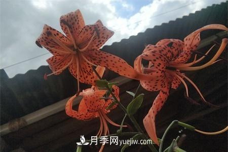 伊春适合养月季，市花和市树是什么(图1)