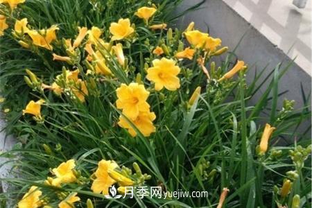 张家口适合养月季花，市花和市树是什么(图1)