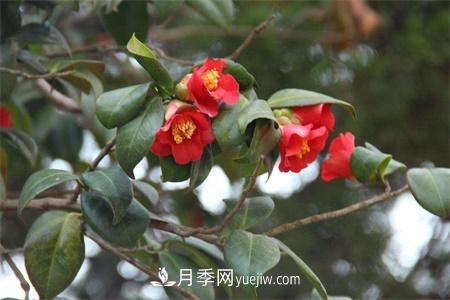 温州适合养月季，市花和市树是什么(图1)