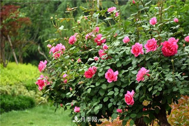 吉林适合养月季花，市花和市树是什么(图1)