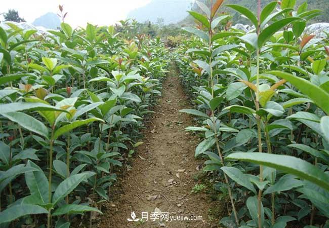 南阳桂花树价格表(图2)