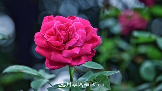 泗阳月季小镇上榜2020年江苏省主题创意农园名单(图1)