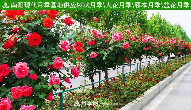 四川棒棒糖月季，重庆棒棒糖月季批发(图3)