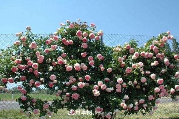 ***美藤本月季品种龙沙宝石，打造景区花墙(图2)