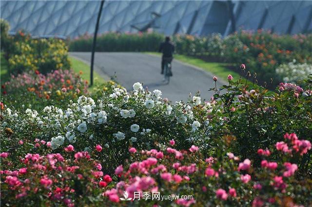 不畏严冬忘我绽放 上海辰山月季花开不厌四时春(图2)