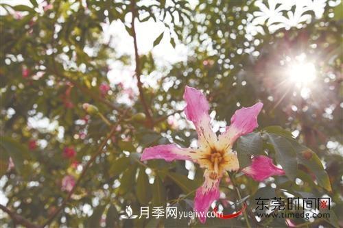初冬时节，东莞市长安镇时令花卉大放异彩令人赏心悦目(图2)