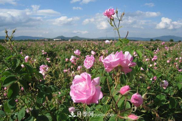 玫瑰花种植技术（含盆栽养殖方法及注意事项）(图4)