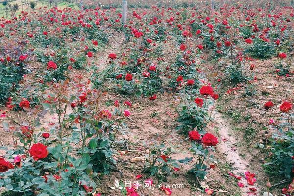 玫瑰花种植技术（含盆栽养殖方法及注意事项）(图3)