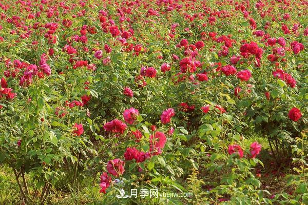 玫瑰花种植技术（含盆栽养殖方法及注意事项）(图2)