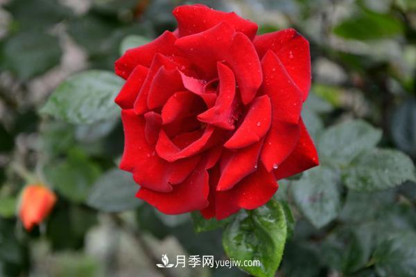 微型月季什么品种***好？微型月季怎么修剪枝叶？(图3)