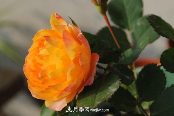 微型月季什么品种***好？微型月季怎么修剪枝叶？(图6)
