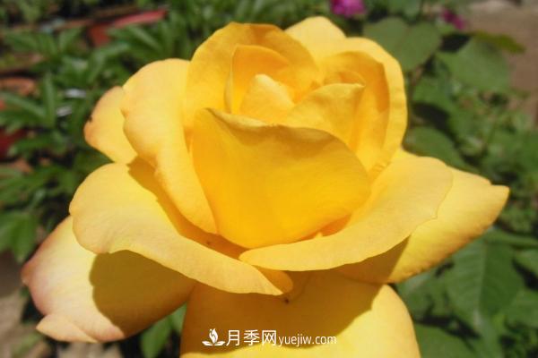 微型月季什么品种***好？微型月季怎么修剪枝叶？(图4)