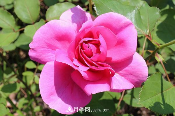 微型月季什么品种***好？微型月季怎么修剪枝叶？(图5)