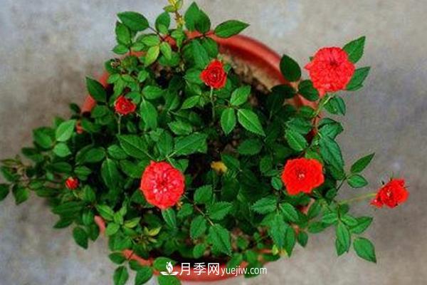 微型月季什么品种***好？微型月季怎么修剪枝叶？(图10)