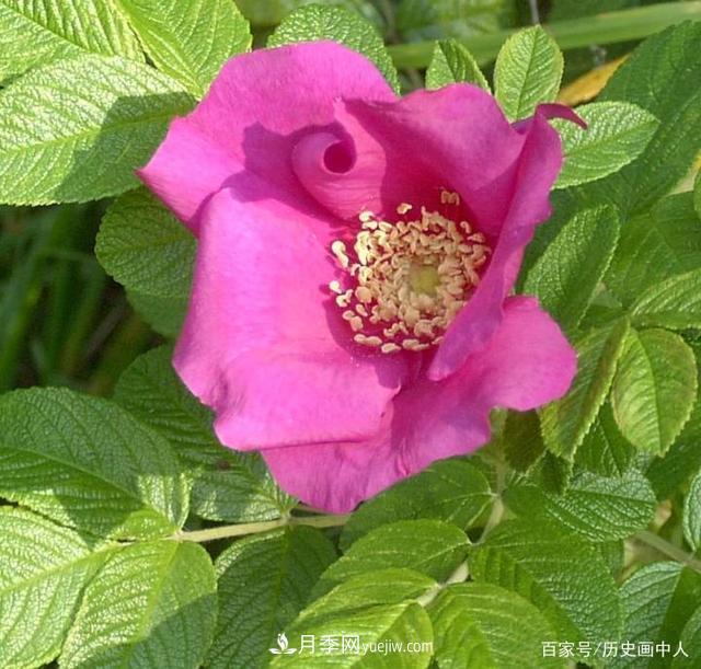 玫瑰和月季怎么区分？***简单的方法是什么？(图1)