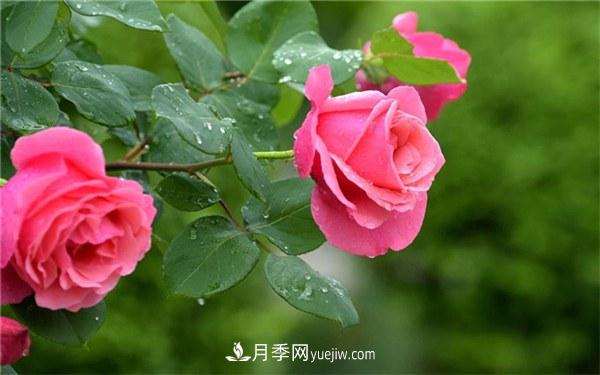 月季花**的肥料 用什么肥料最佳(图1)