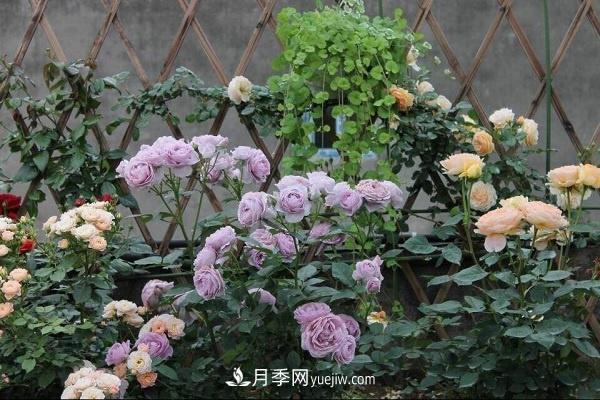 地栽月季如何使用复合肥 注意事项有哪些(图1)