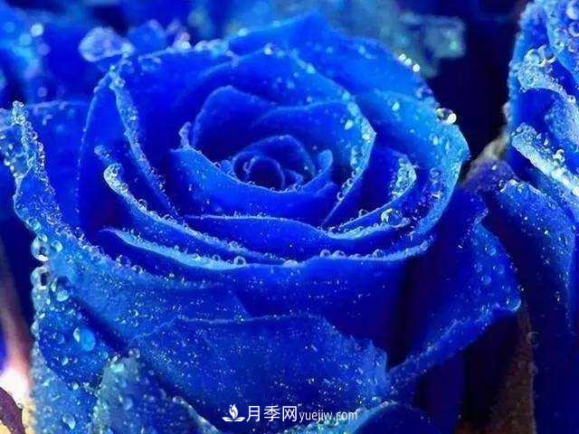 让人既欣喜又伤感的花：蓝色妖姬(图1)