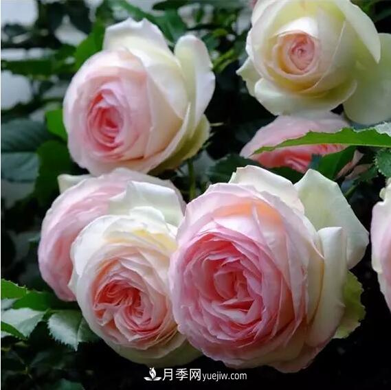 藤月如何选？这些经典品种随便种一棵，都能美爆你的花园(图1)