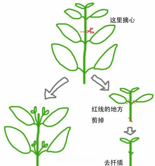 月季的摘蕾摘心(图1)
