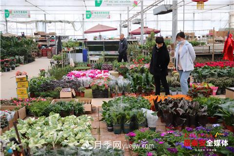 天寒花“艳” 泰安泰山区苗木花卉上市装扮正当时(图2)