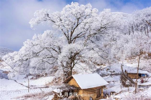 湖北襄阳保康：高山雾凇美如画(图1)