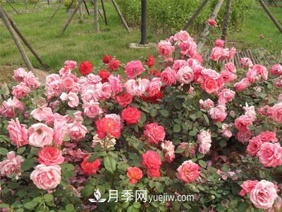 月季现在深受人们喜爱，那么树状月季的实用性是什么？(图1)