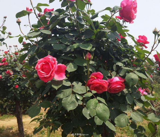 越来越多的人喜爱种植月季，对月季翻盆的***佳时节却不了解(图1)