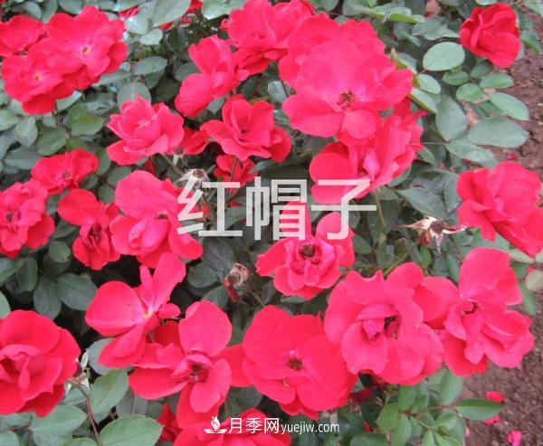 南阳月季花基地告诉大家 如何防止月季花越开越小(图1)