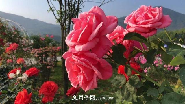 湖北咸宁通城：月季花开 “绽放”百姓幸福生活(图3)