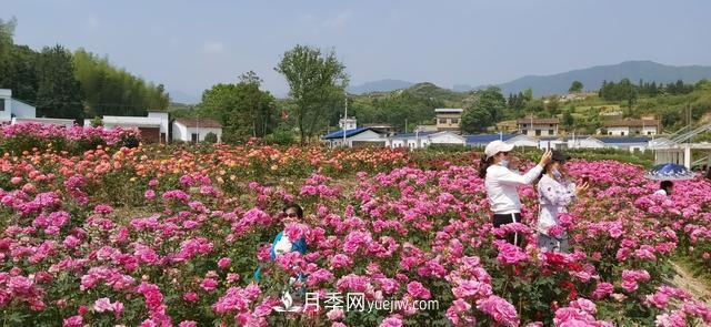 湖北咸宁通城：月季花开 “绽放”百姓幸福生活(图4)