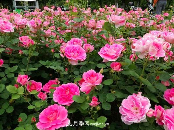 蔷薇的盆栽种植技巧及种植技术全面分享，包含月季(图1)