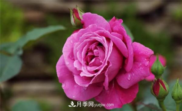 蔷薇的盆栽种植技巧及种植技术全面分享，包含月季(图2)