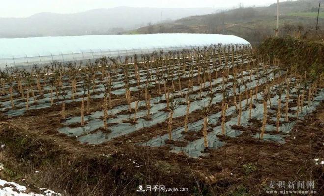 甘肃天水市麦积镇北湾村： 月季花开幸福来(图1)