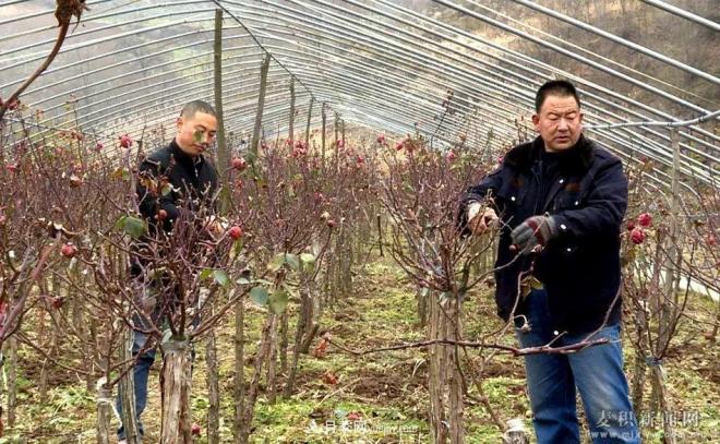 甘肃天水市麦积镇北湾村： 月季花开幸福来(图4)