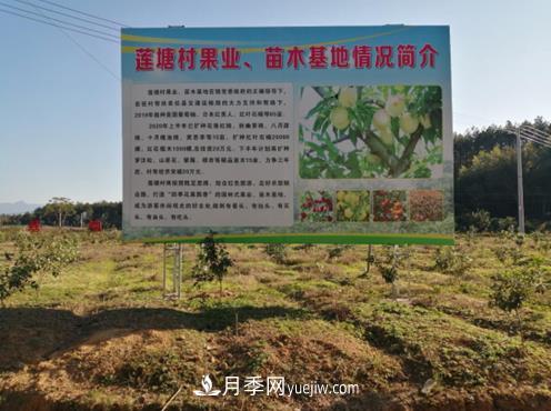 九江武宁县：发展苗木基地，壮大绿色经济，苗木热卖啦(图1)