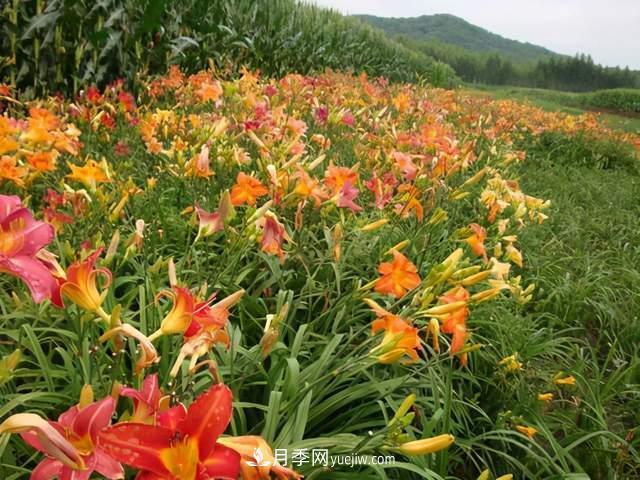 6种宿根花卉，好看好养，观赏性强绿化带很常见(图4)