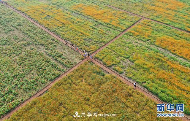 回顾记录，中国月季展览会花开阜阳(图3)