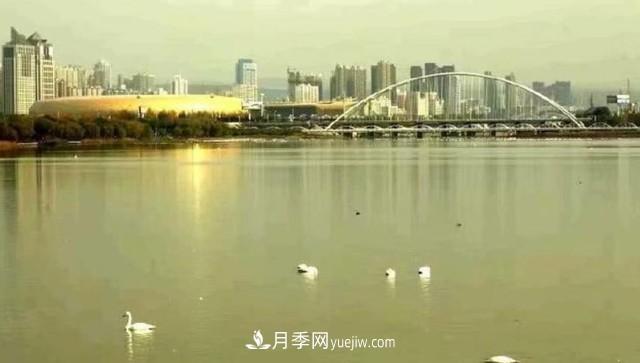 中国魅力城市，天鹅之城，河南三门峡市(图2)