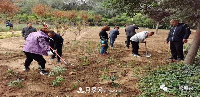 三门峡：栽植9000余株月季 陕州公园月季花海有美景(图1)