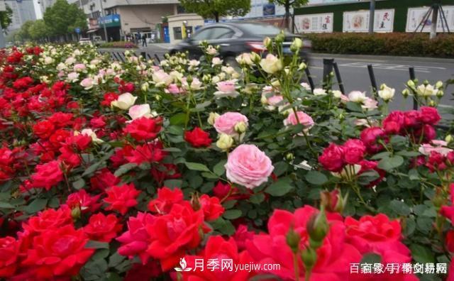 春色满园关不住，为何月季领风骚(图3)