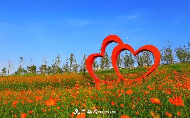 新余凯光植物园，新余人看月季的好地方(图3)